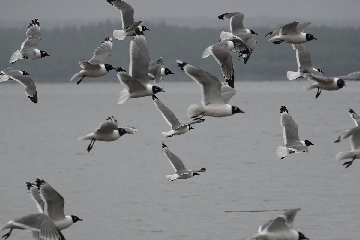 Gaviota Pipizcan - ML637526277