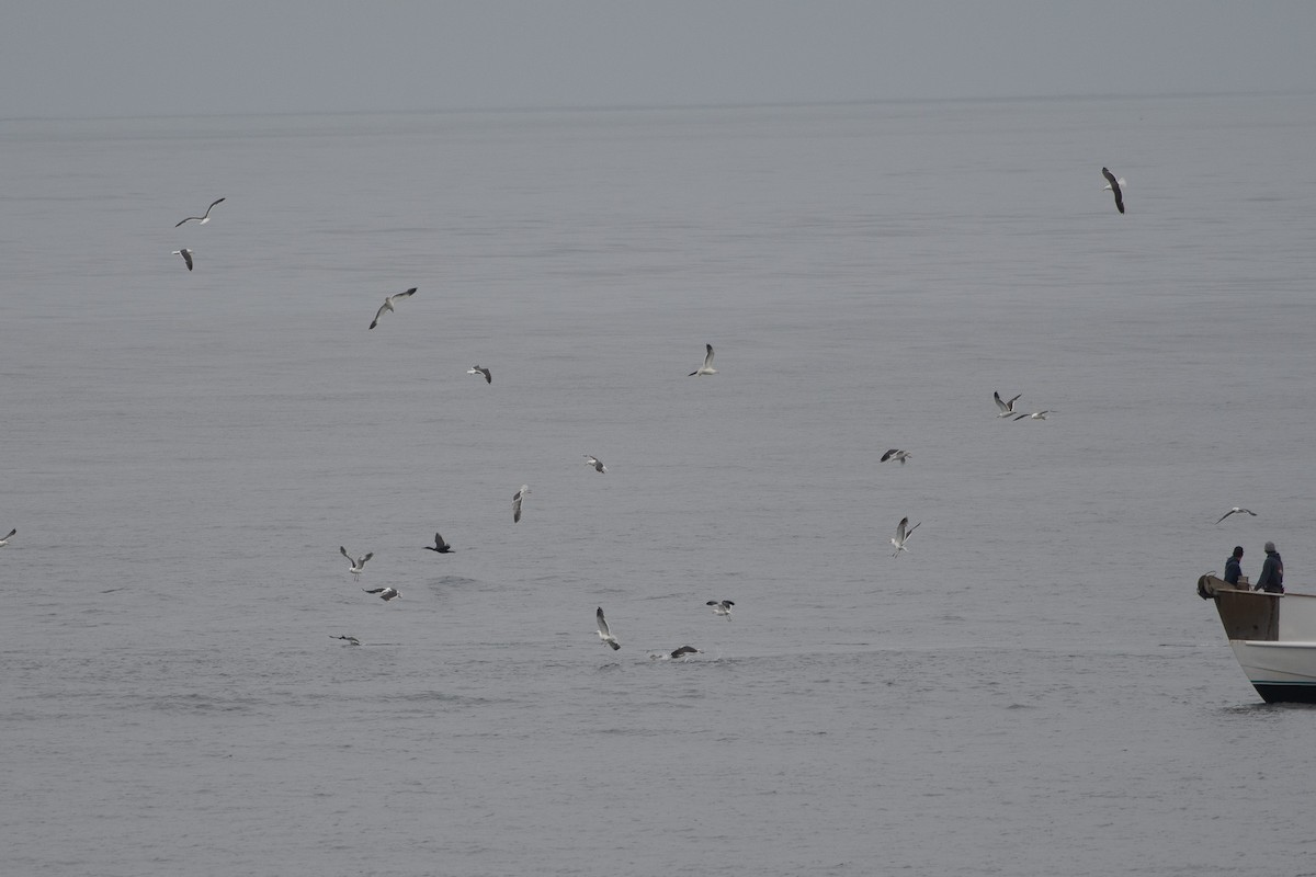 Western Gull - ML637526338