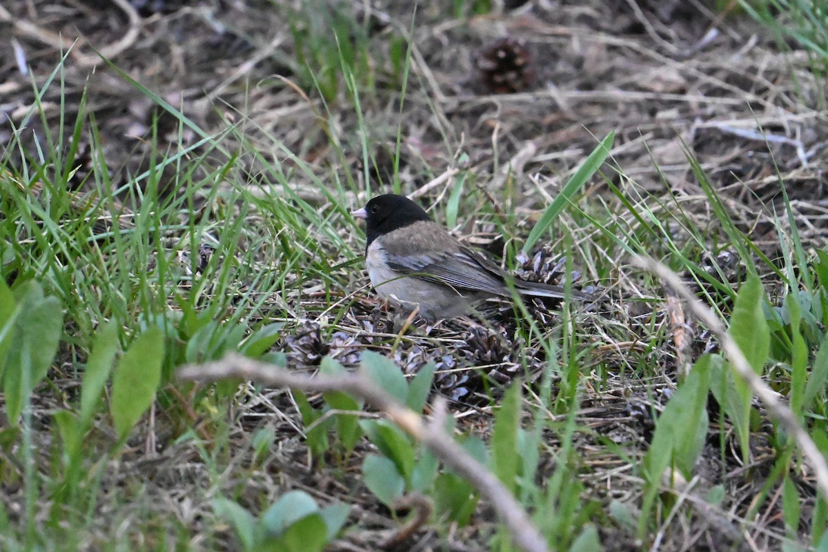 vinterjunko (oreganus gr.) - ML637526375
