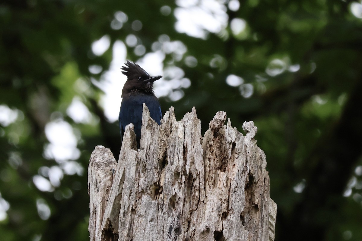 Steller's Jay - ML637526457