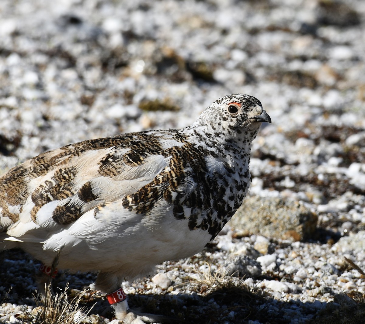 White-tailed Ptarmigan - ML637526465