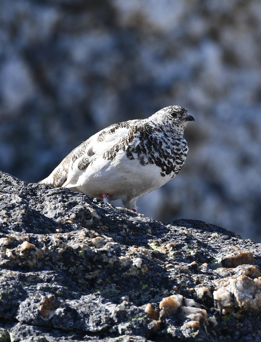 White-tailed Ptarmigan - ML637526466