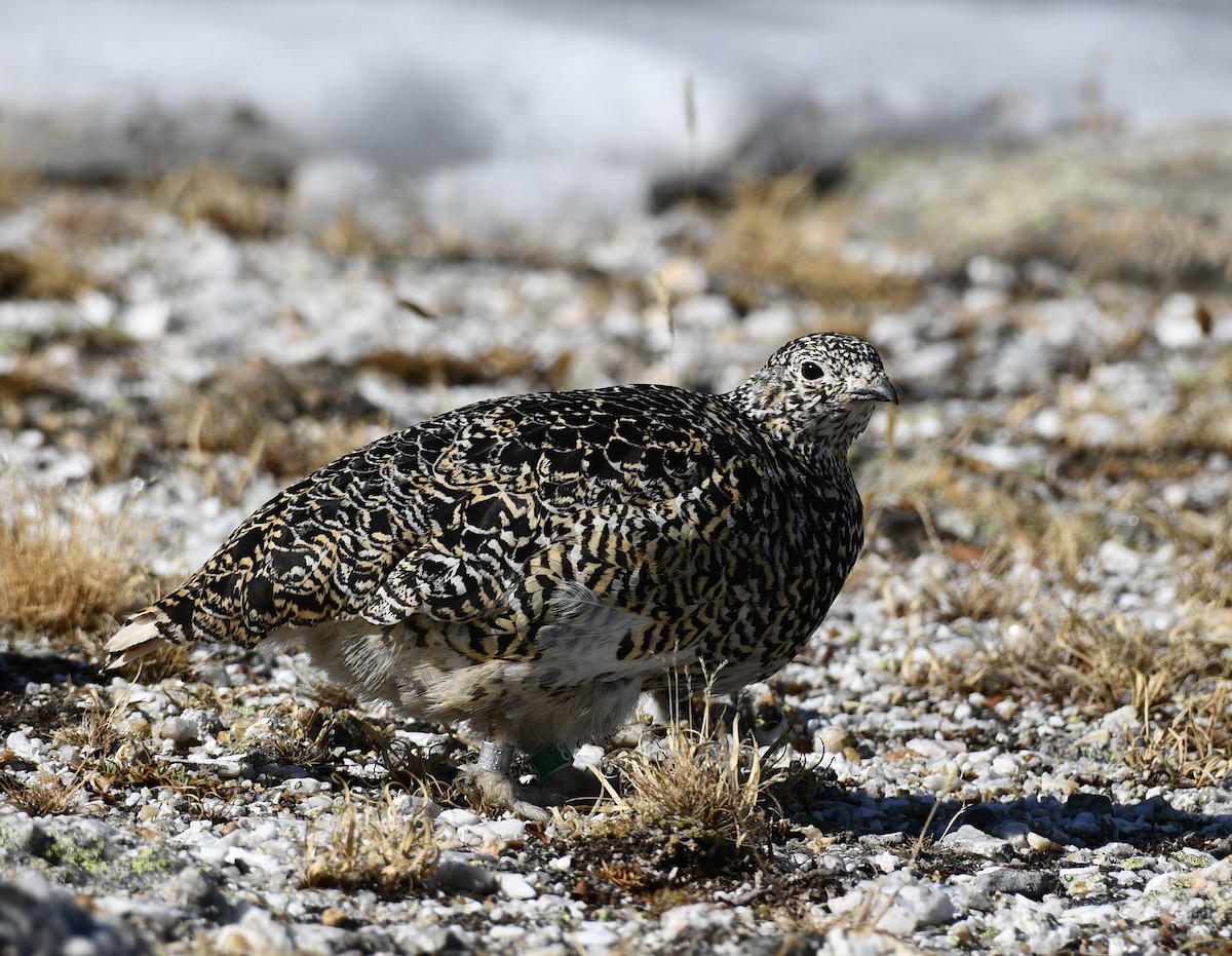 White-tailed Ptarmigan - ML637526467