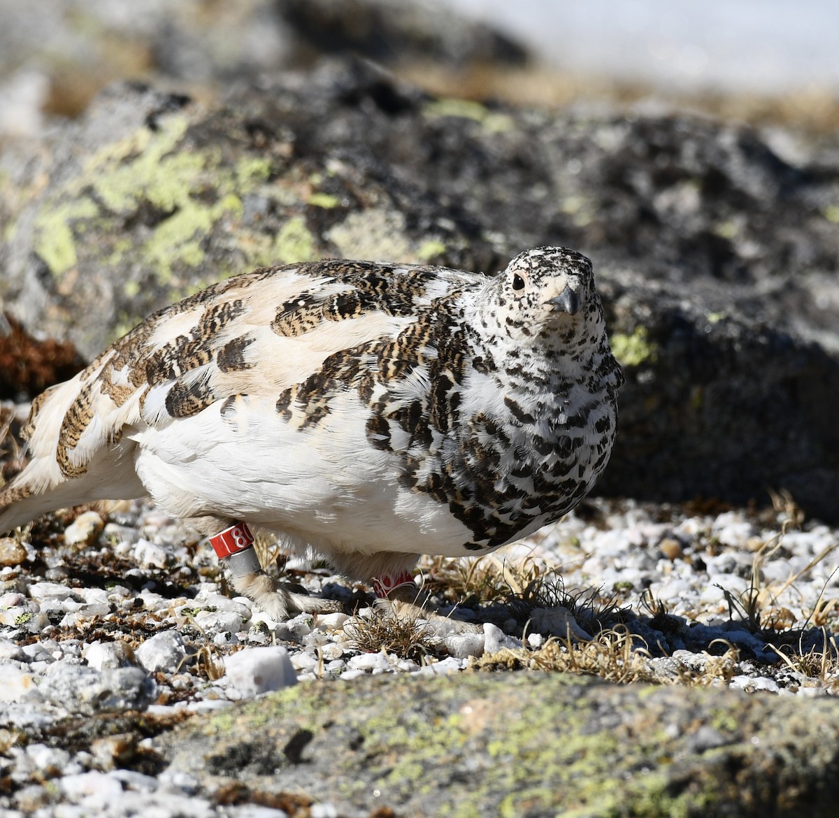 White-tailed Ptarmigan - ML637526468