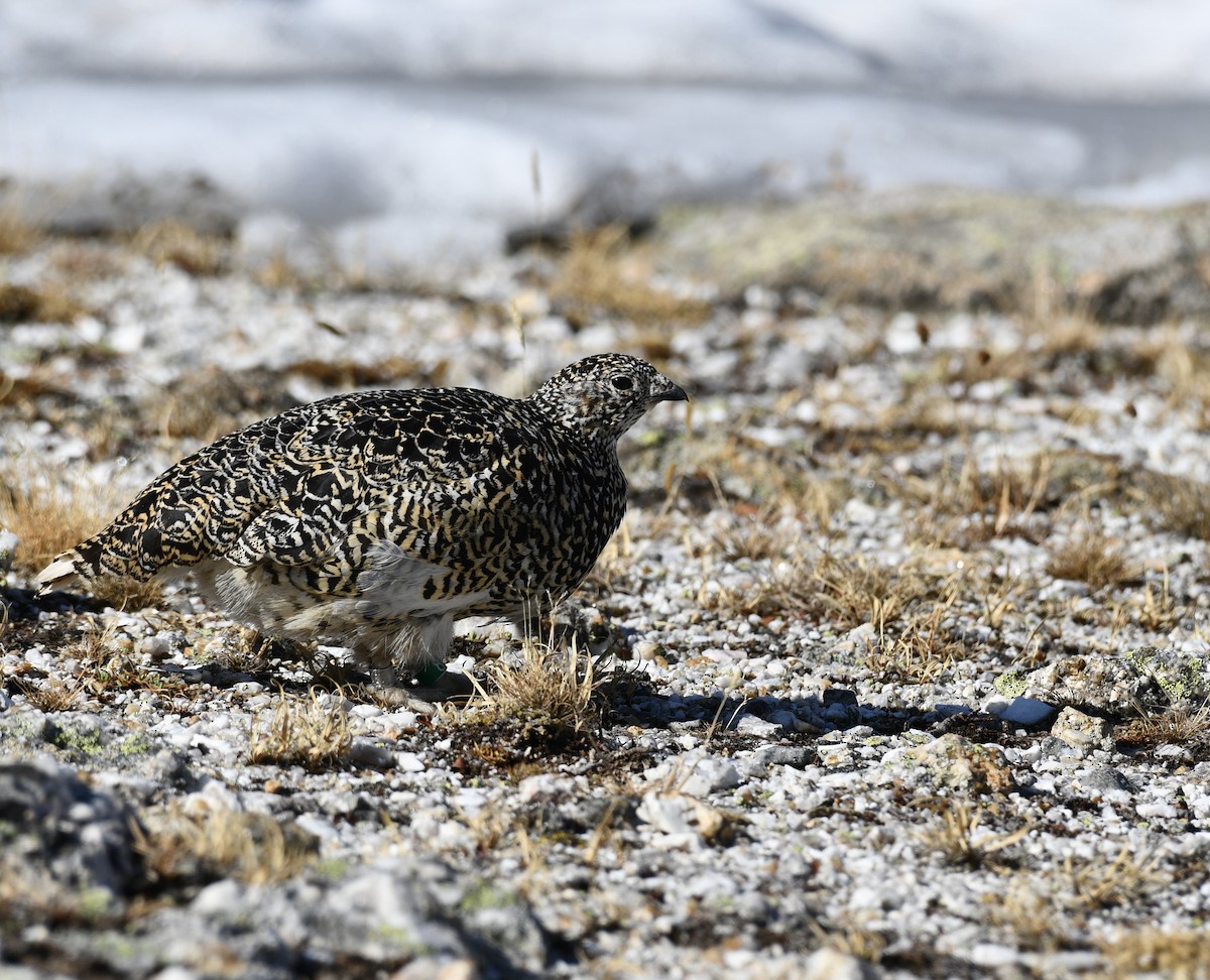 White-tailed Ptarmigan - ML637526469