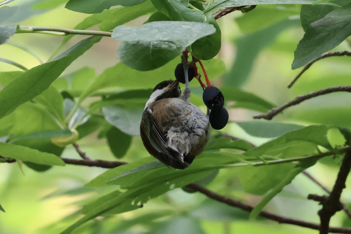 Chestnut-backed Chickadee - ML637526472