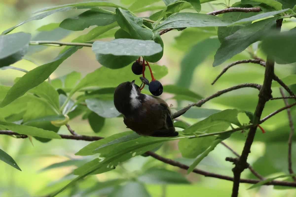 Chestnut-backed Chickadee - ML637526473
