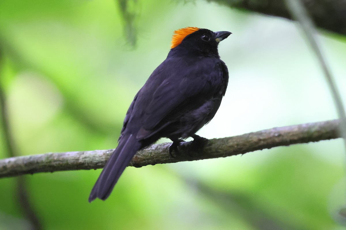 Tawny-crested Tanager - ML637526476