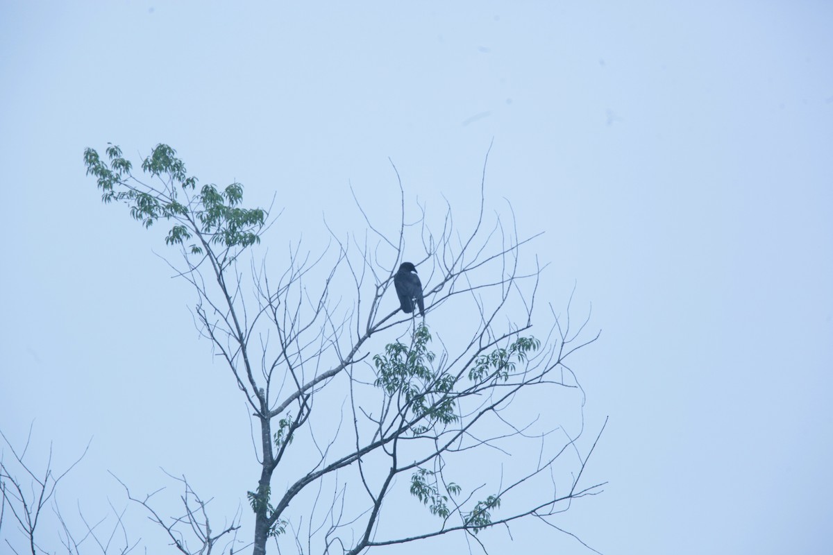 American Crow - ML637526477