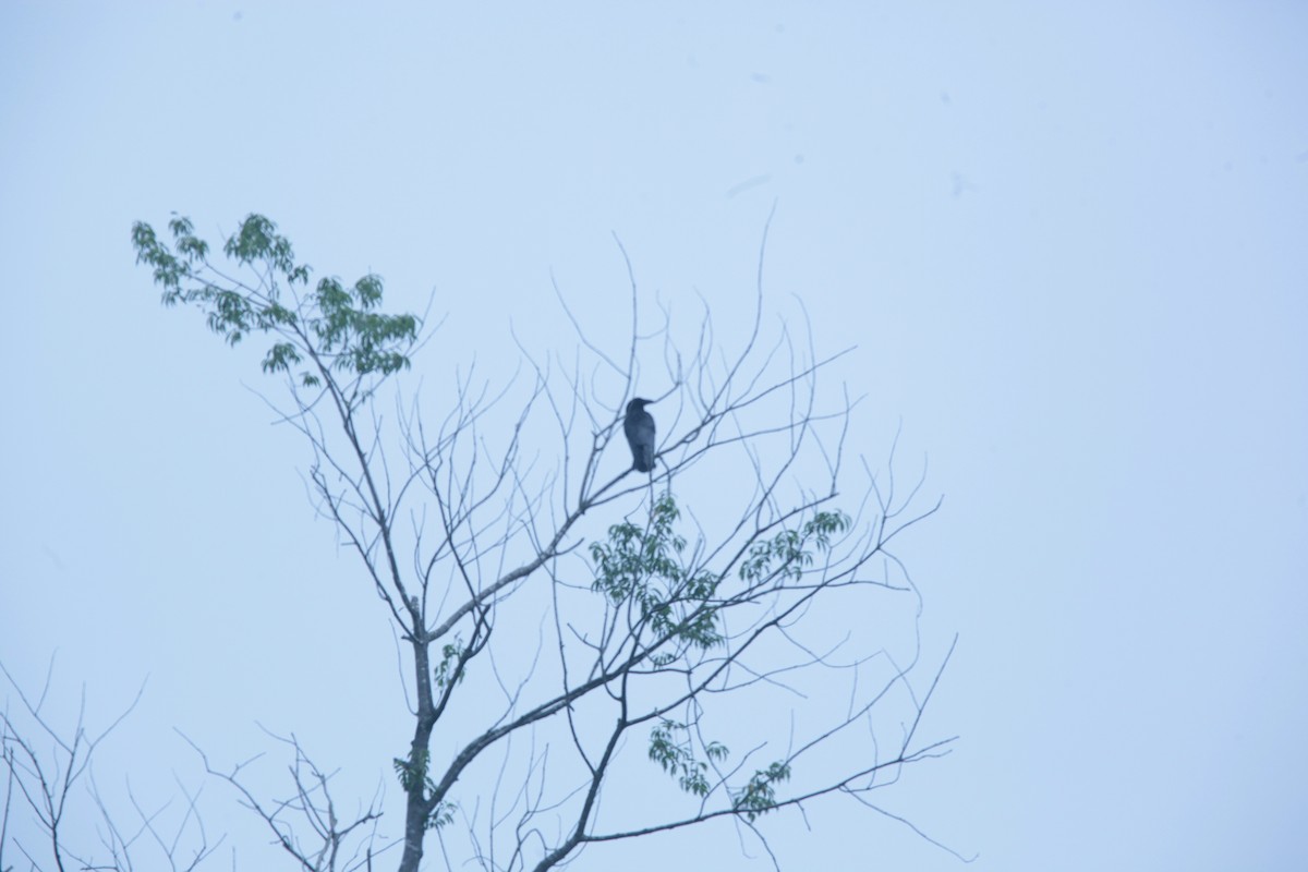 American Crow - ML637526478