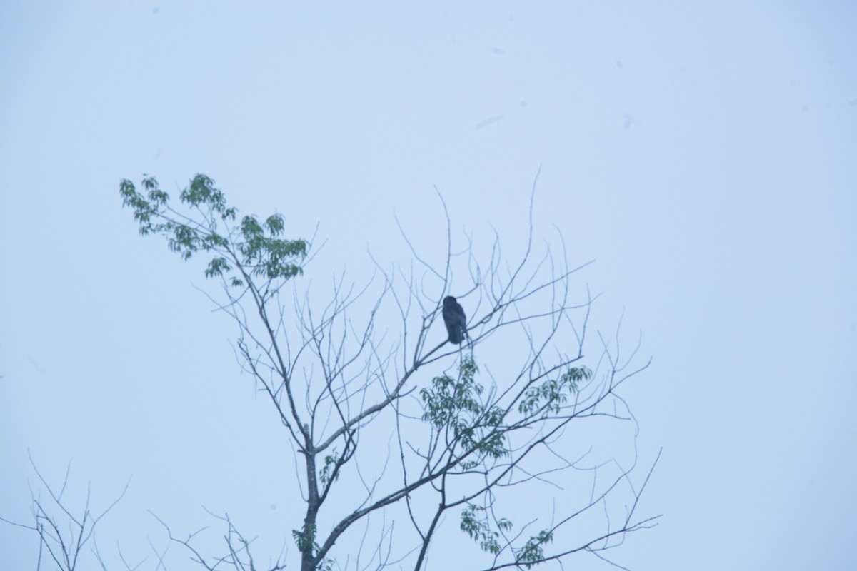 American Crow - ML637526479