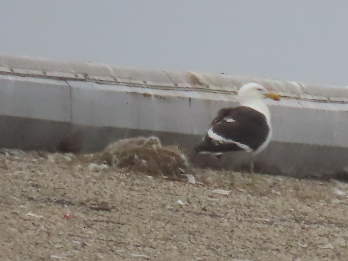 Kelp Gull - ML637526480