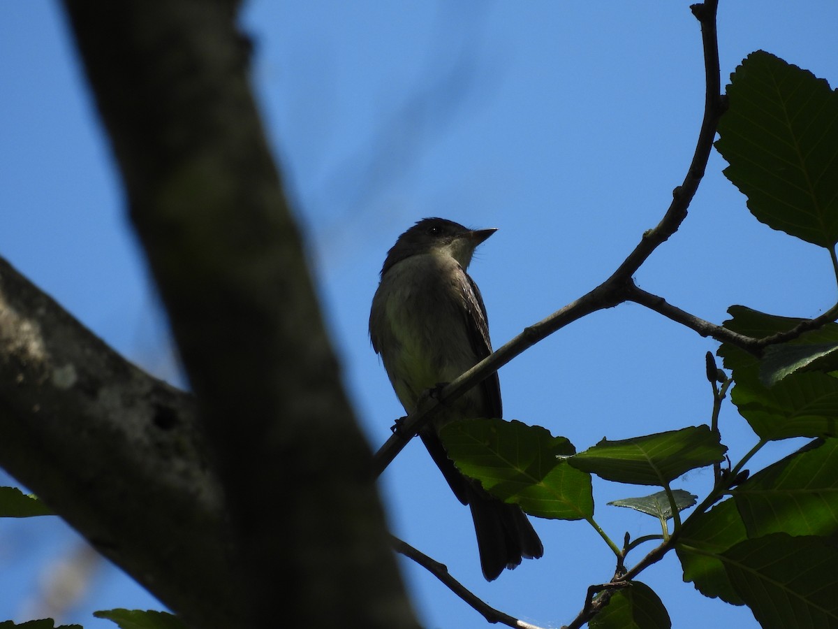 Western Wood-Pewee - ML637526482