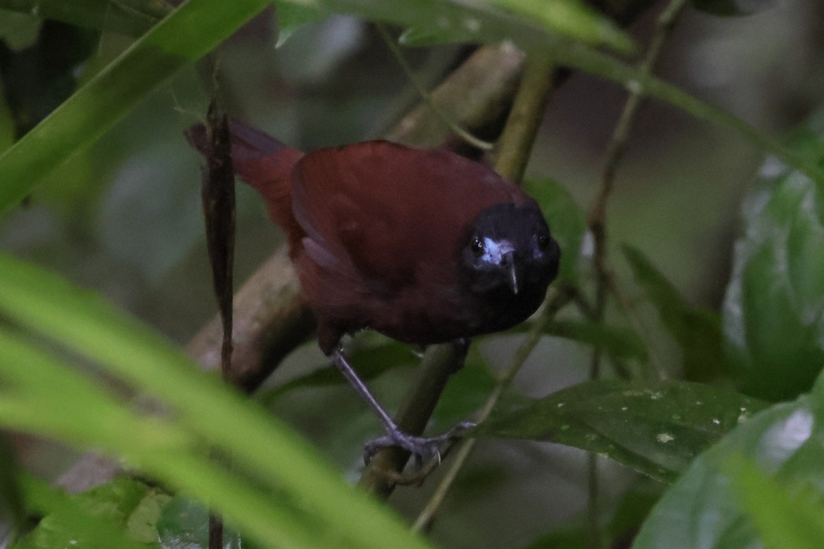 Chestnut-backed Antbird - ML637526492