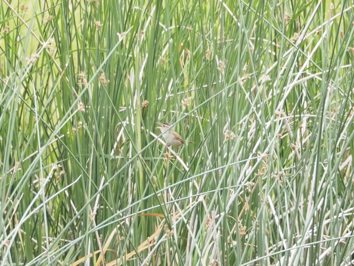 Marsh Wren - ML637526515