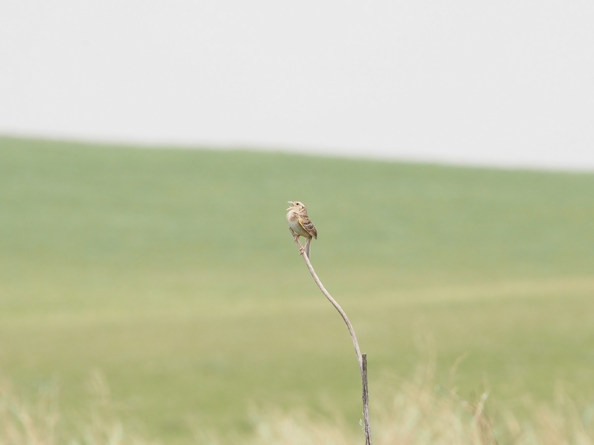 Grasshopper Sparrow - ML637526524