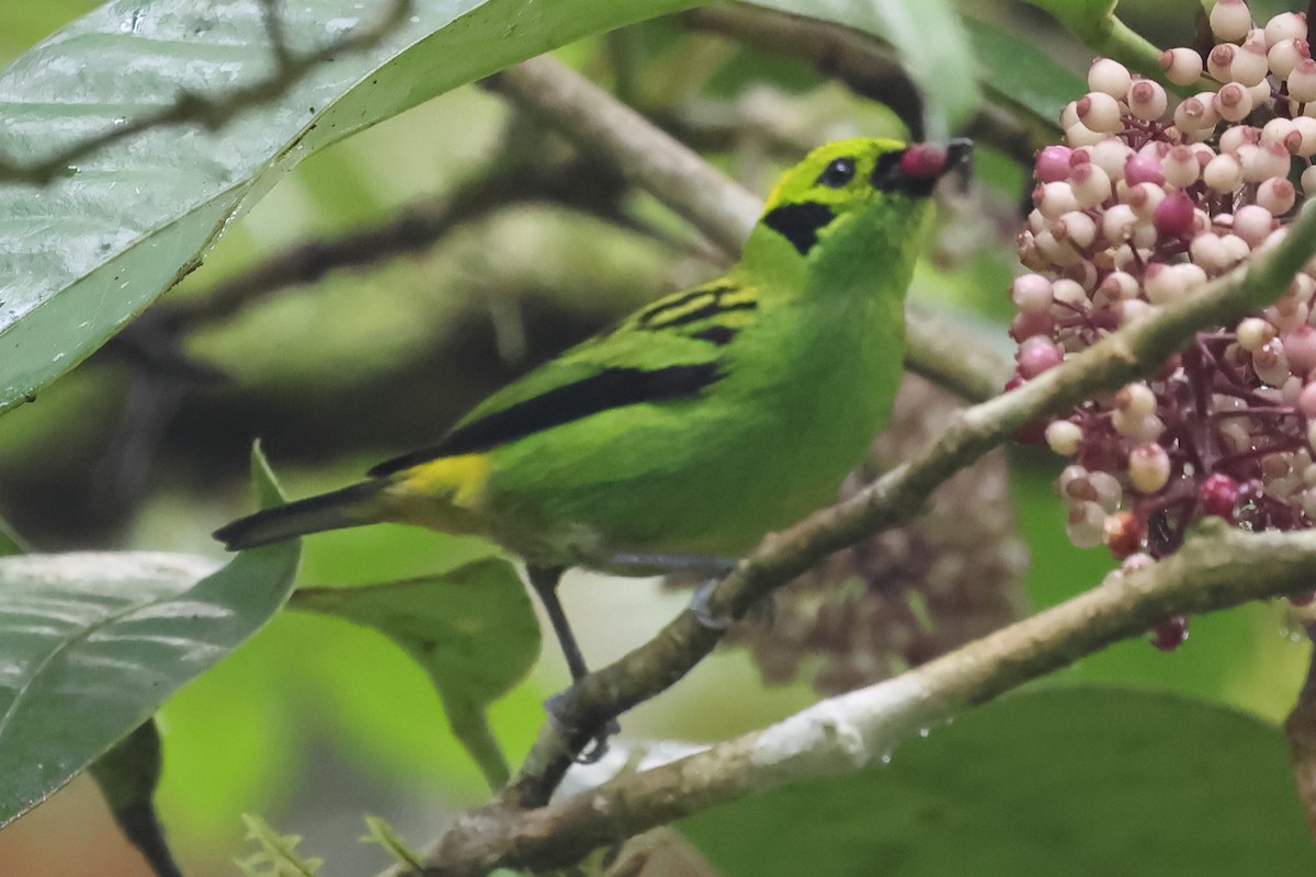 Emerald Tanager - ML637526544