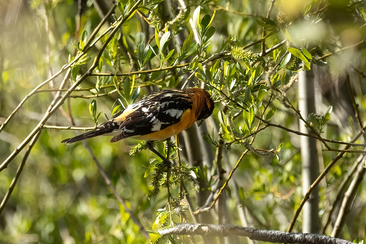 Black-headed Grosbeak - ML637526549