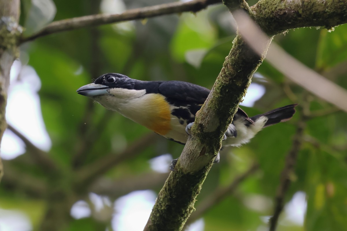 Spot-crowned Barbet - ML637526562