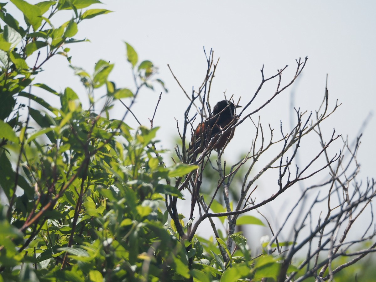 Orchard Oriole - ML637526566