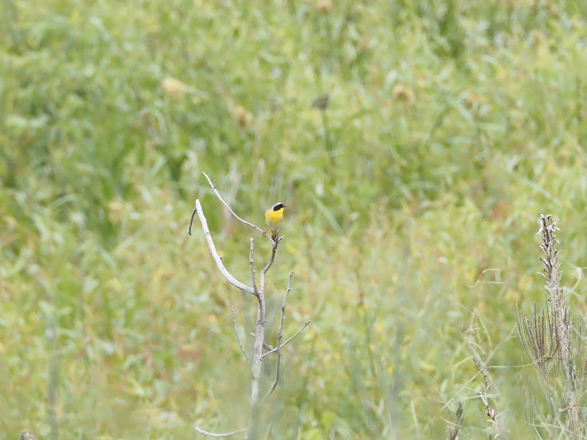 Common Yellowthroat - ML637526582