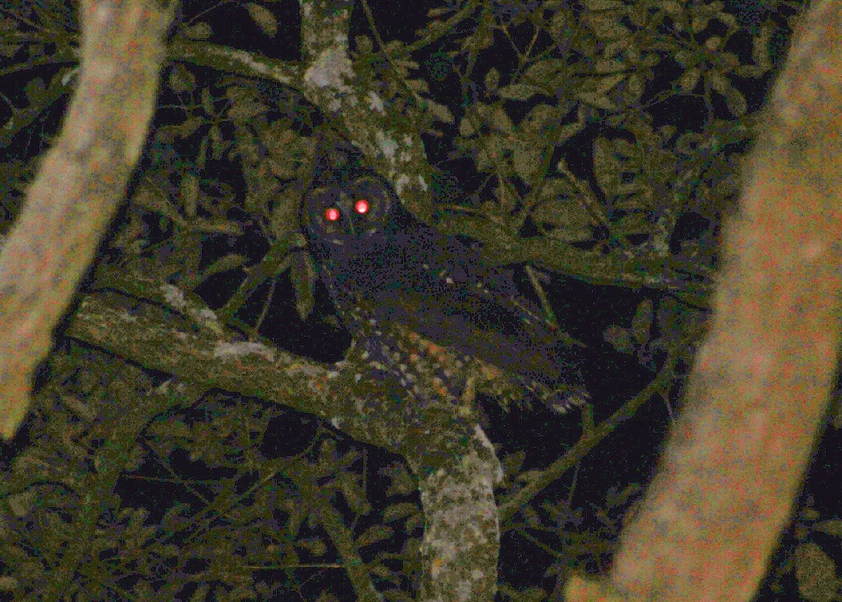 Stygian Owl - ML637526628