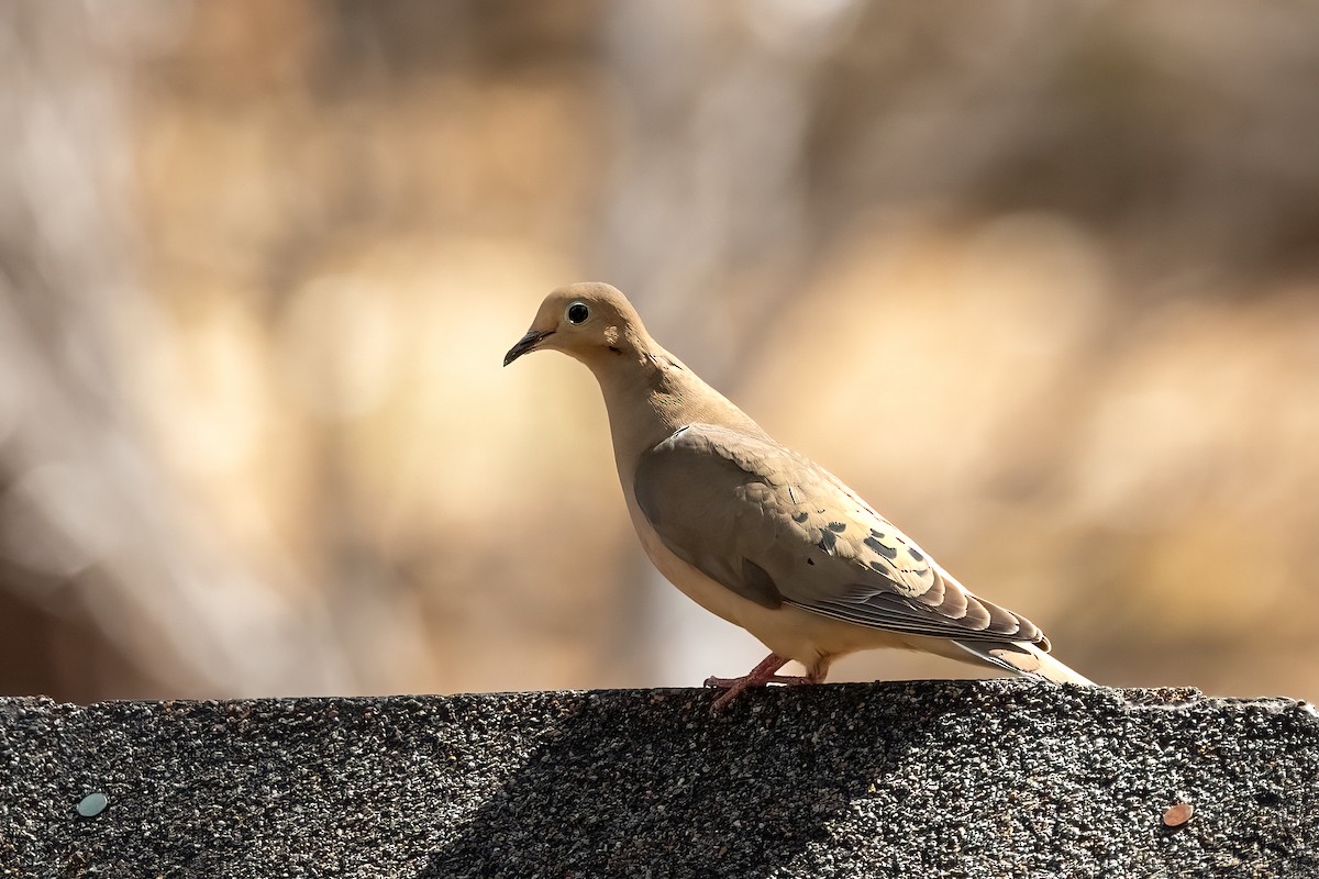 Mourning Dove - ML637526636