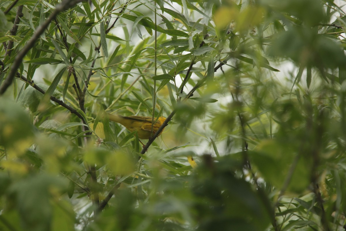 Paruline jaune - ML637526657