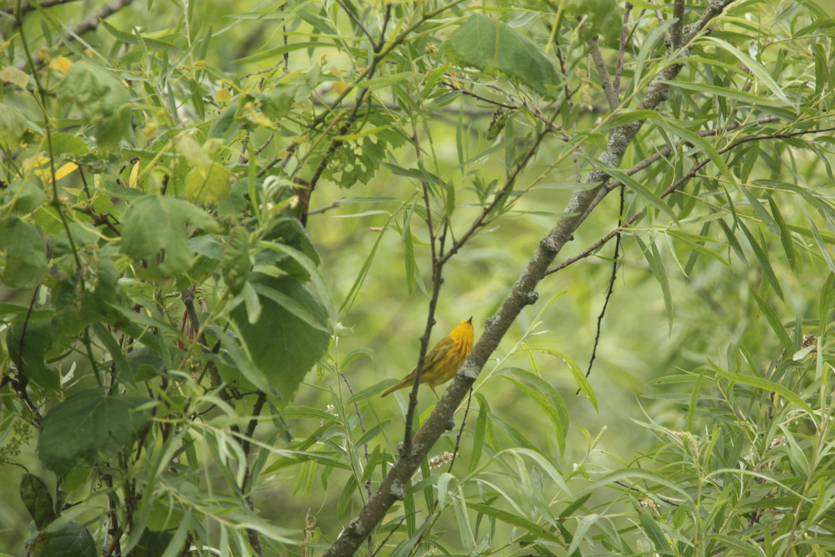 Paruline jaune - ML637526659
