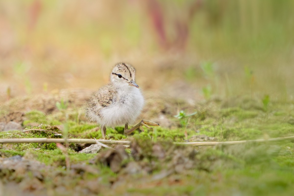 Spotted Sandpiper - Brad Reinhardt