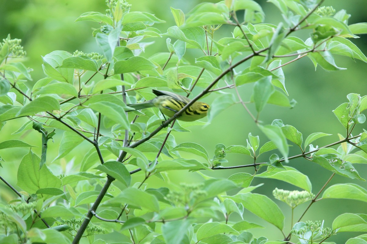 Paruline des prés - ML637526673