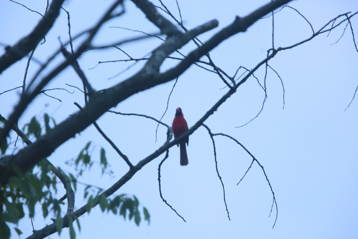 Cardinal rouge - ML637526691