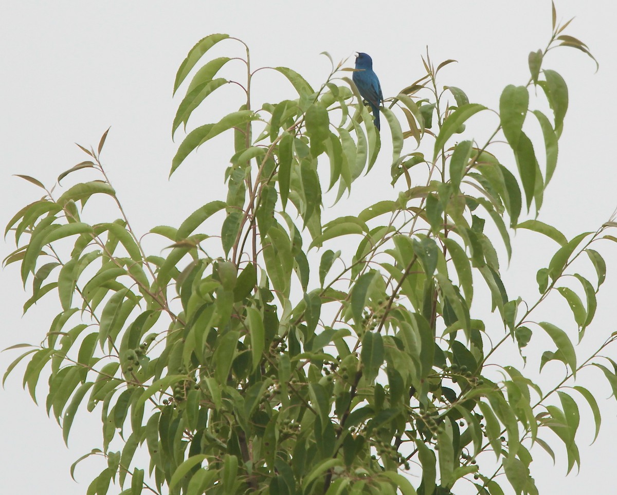 Passerin indigo - ML637526699