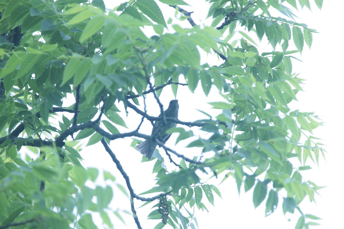 Passerin indigo - ML637526700