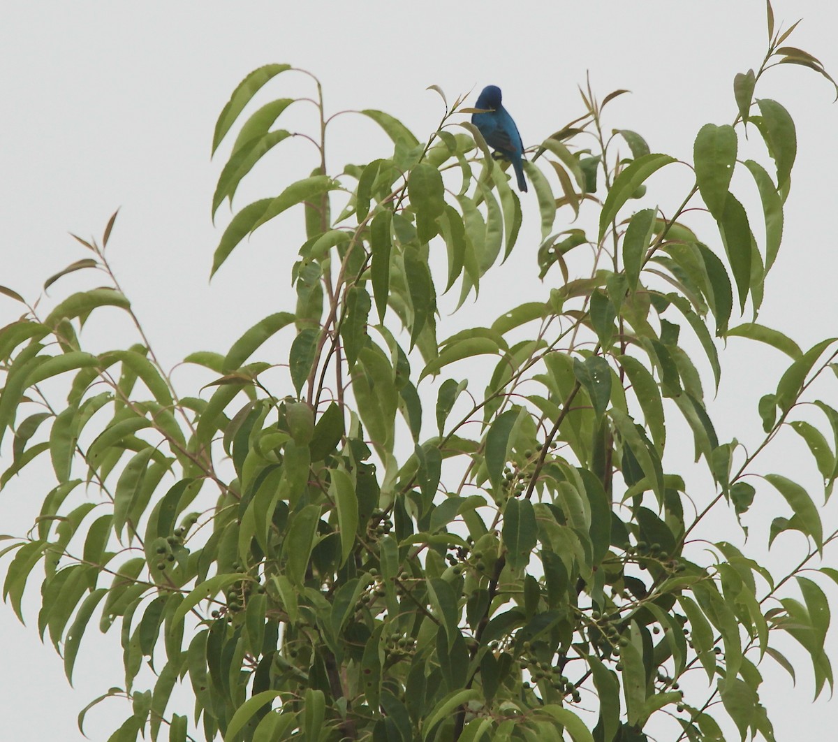 Passerin indigo - ML637526701