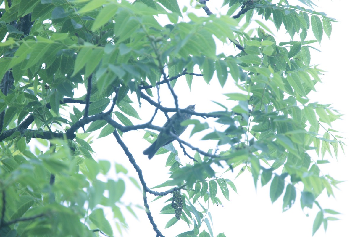 Passerin indigo - ML637526702