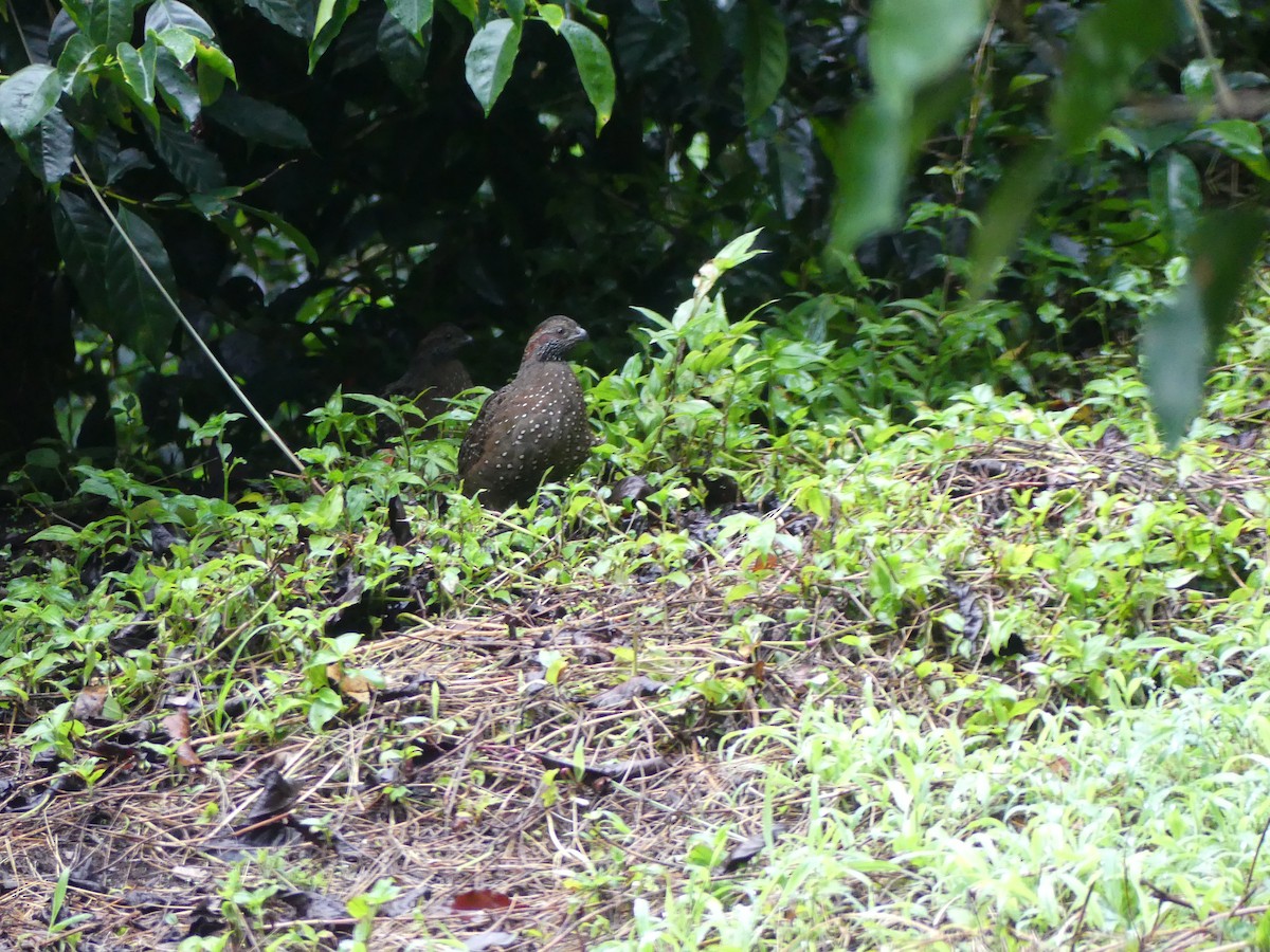 Spotted Wood-Quail - ML637526722