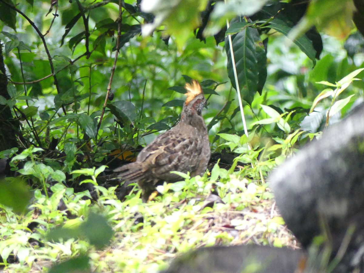 Spotted Wood-Quail - ML637526729