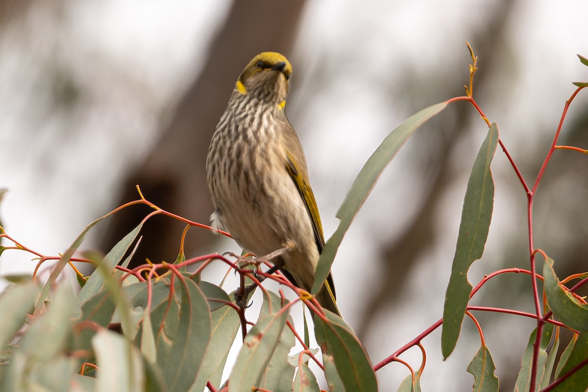 Yellow-plumed Honeyeater - ML637526750