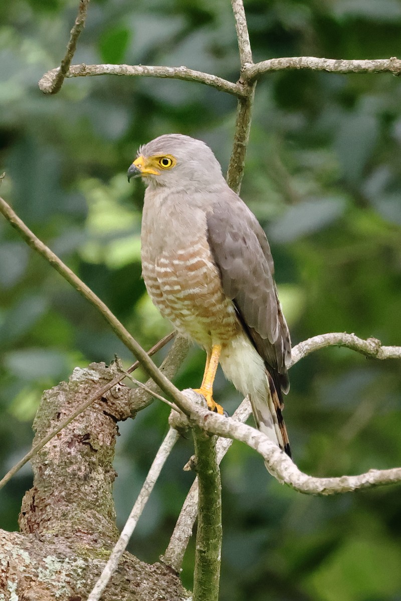 Roadside Hawk - ML637526767