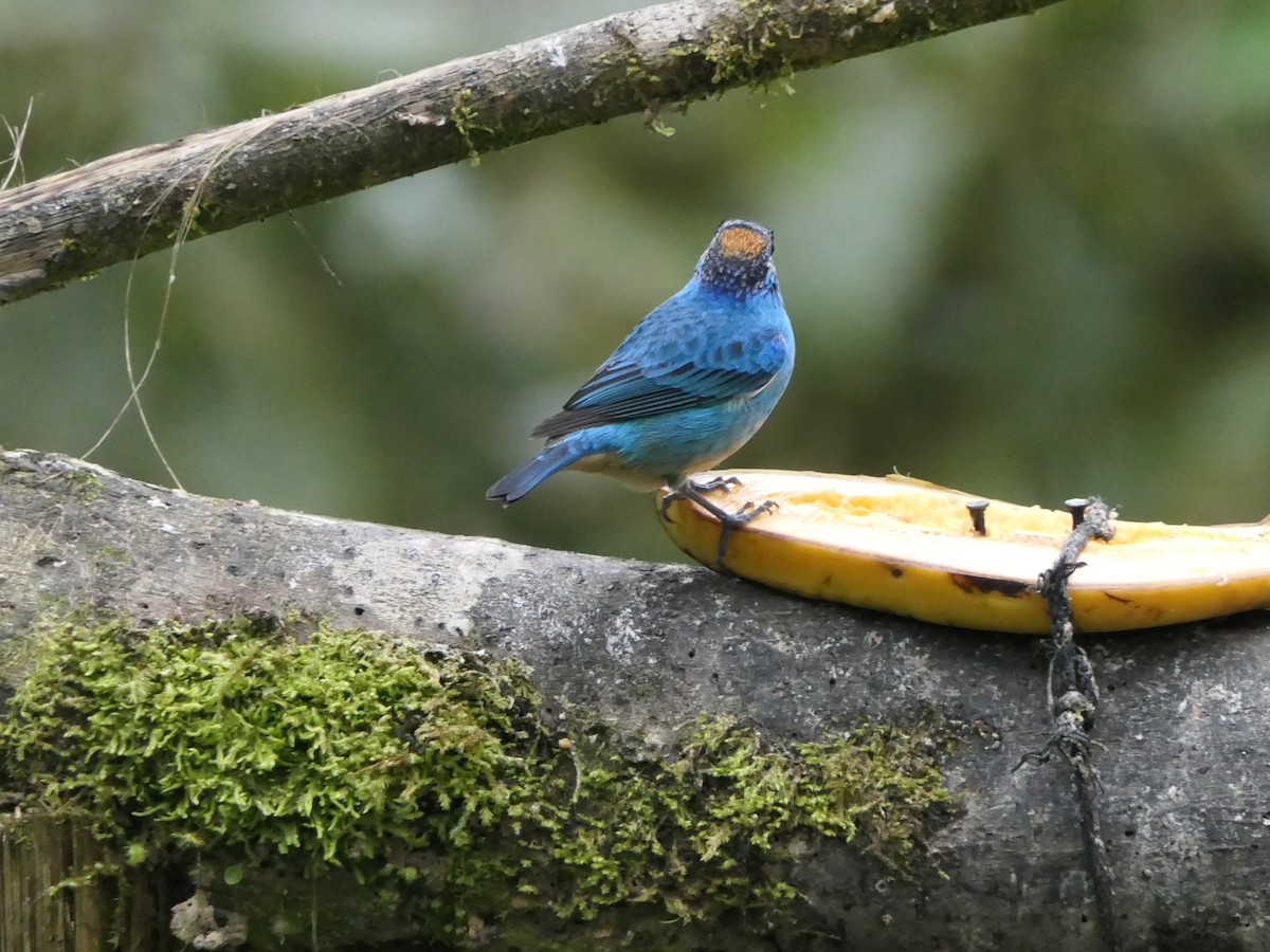 Golden-naped Tanager - ML637526797