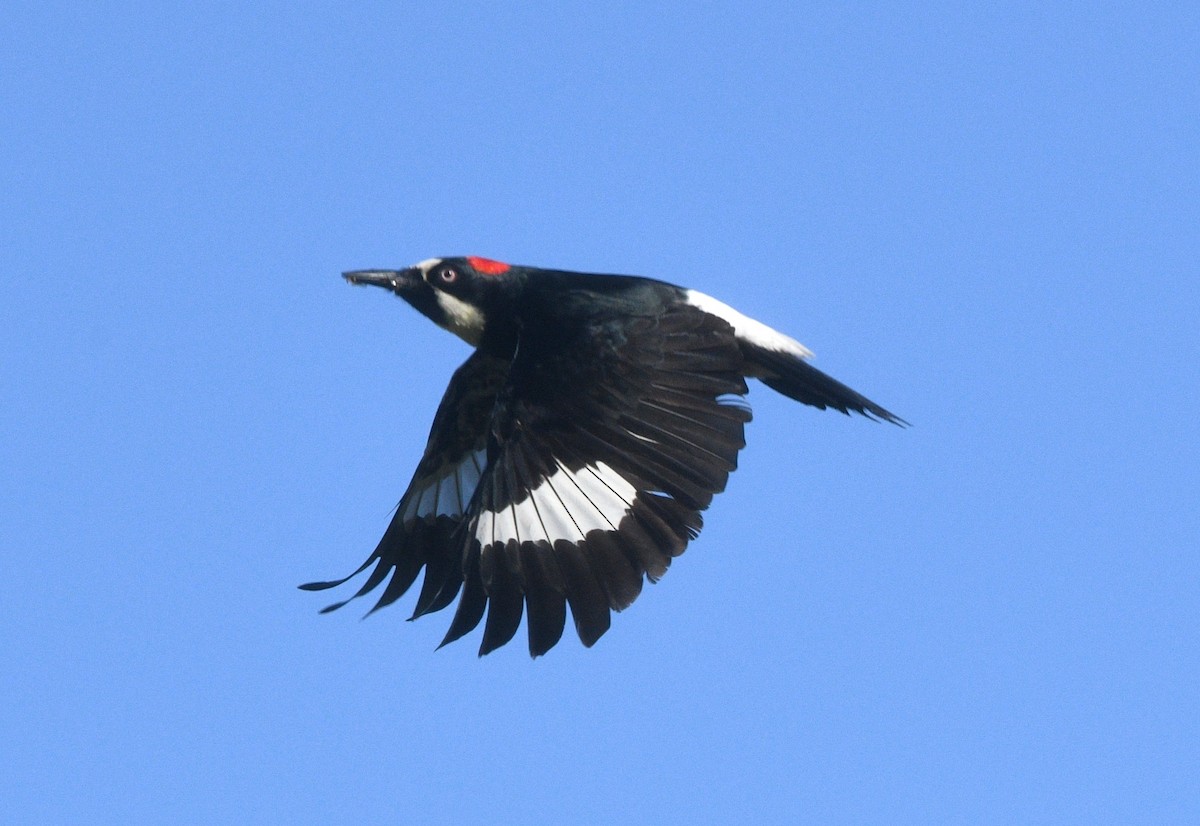 Acorn Woodpecker - ML637526800