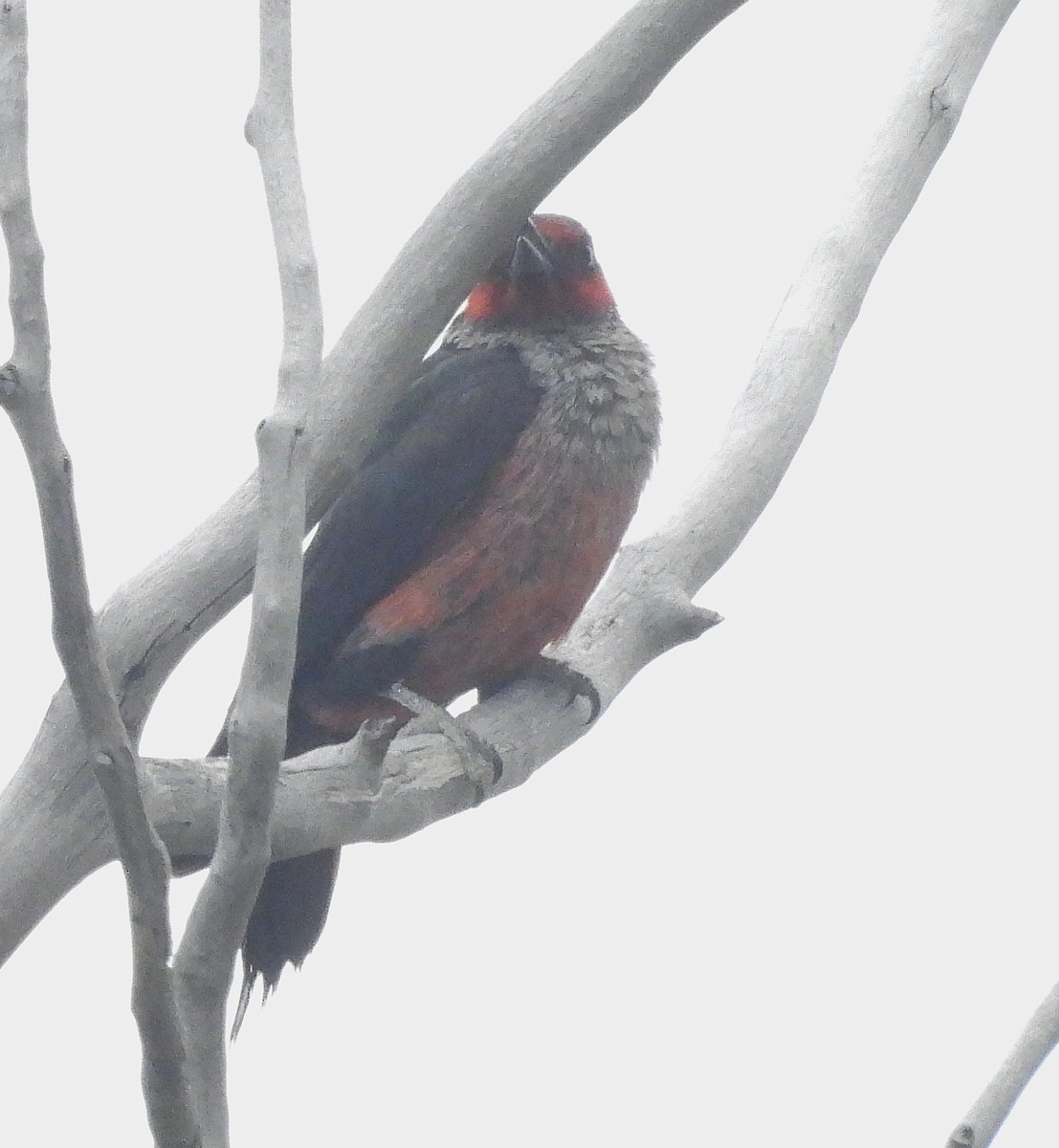 Lewis's Woodpecker - ML637526801