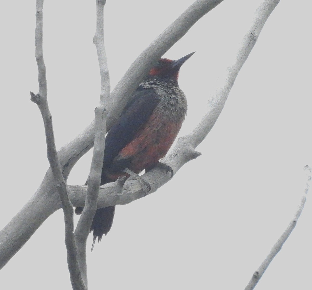 Lewis's Woodpecker - ML637526802