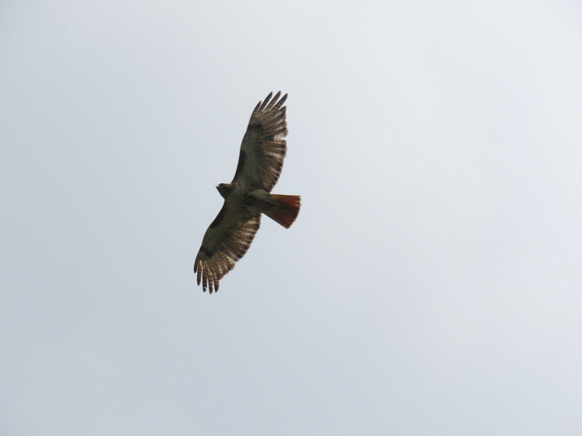 Zapelatz buztangorria - ML637526808