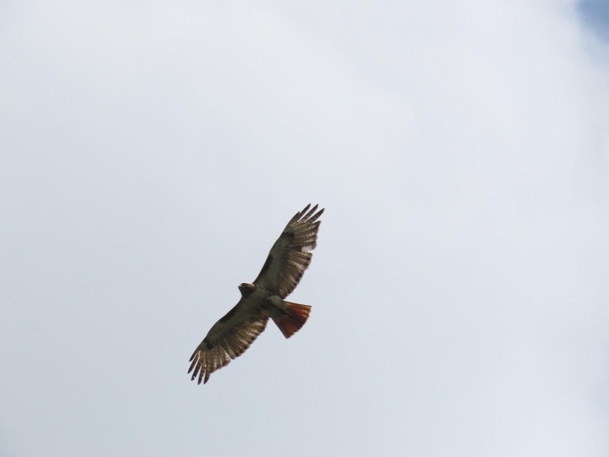 Zapelatz buztangorria - ML637526809