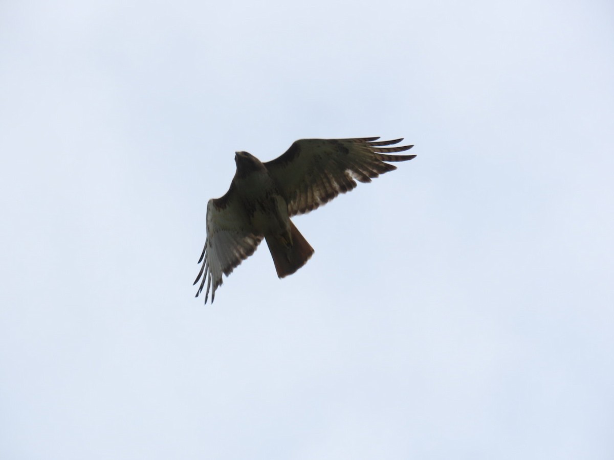 Zapelatz buztangorria - ML637526810