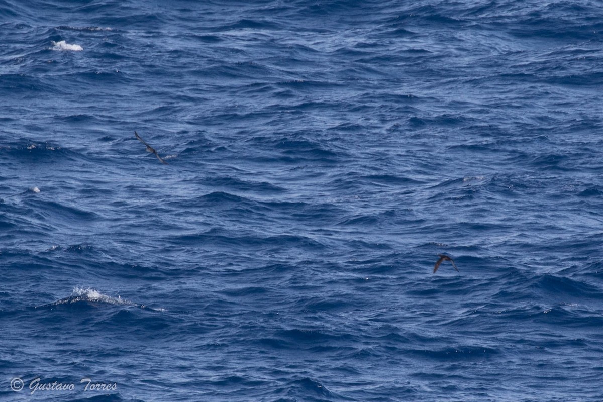 Gabai balearra - ML637526811