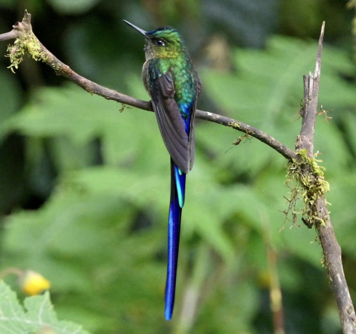 Violet-tailed Sylph - ML637526814