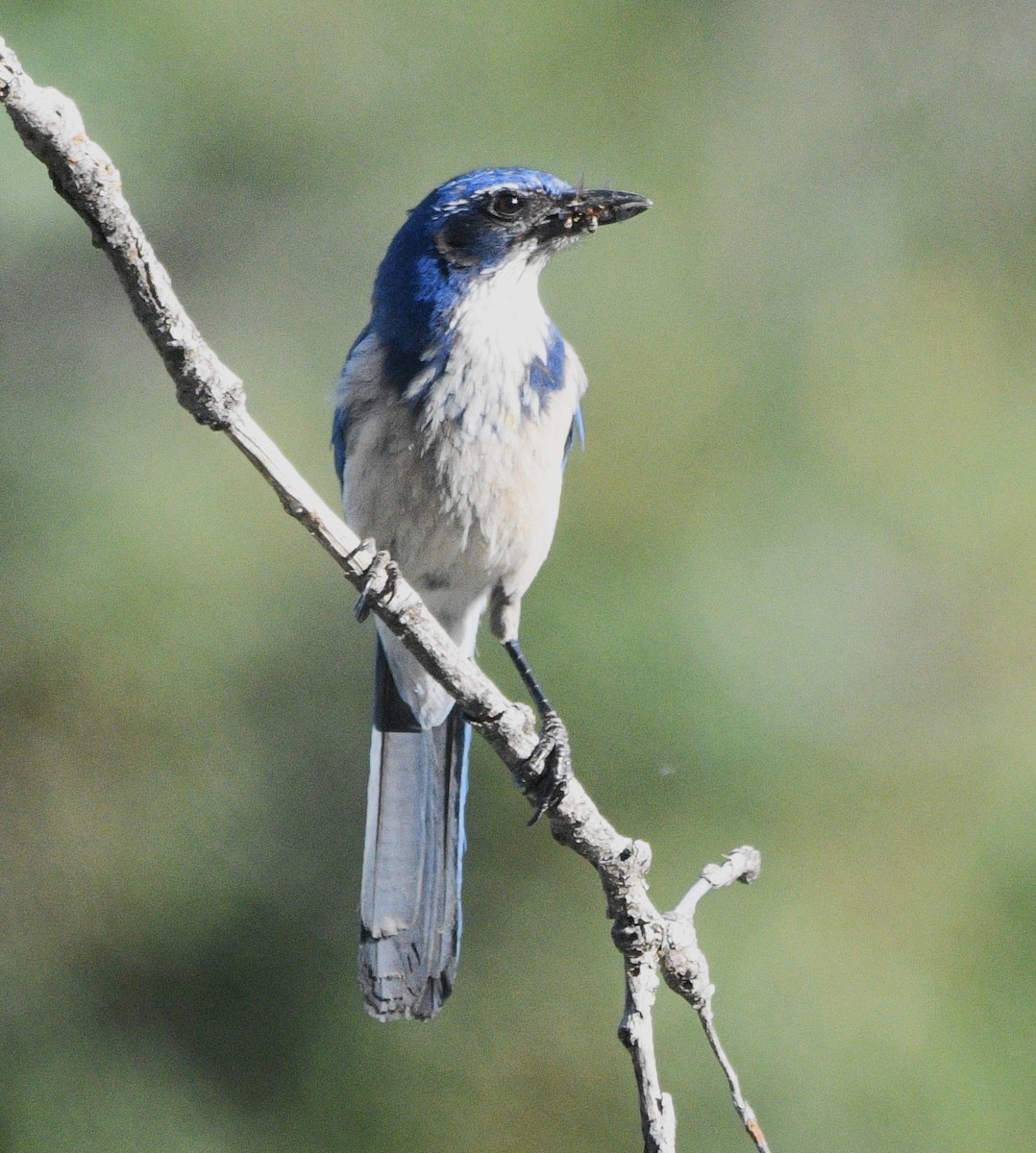 California Scrub-Jay - ML637526817